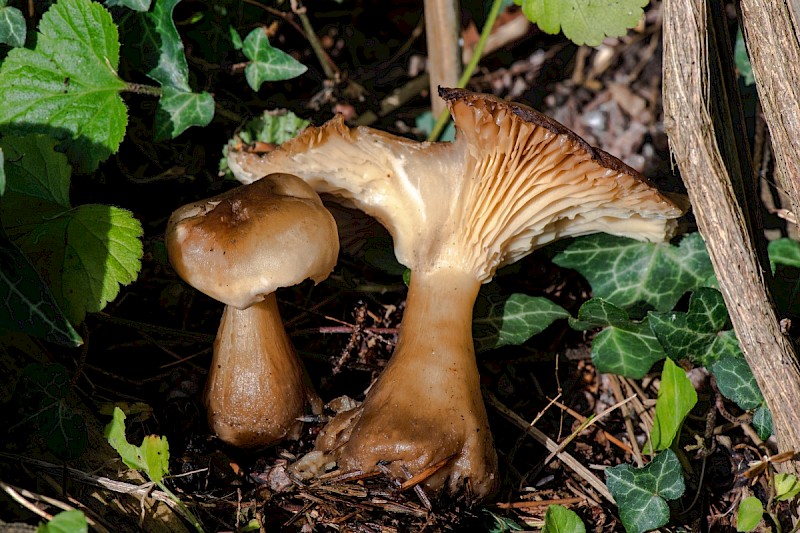 Ampulloclitocybe clavipes - © Charles Hipkin