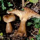 Ampulloclitocybe clavipes