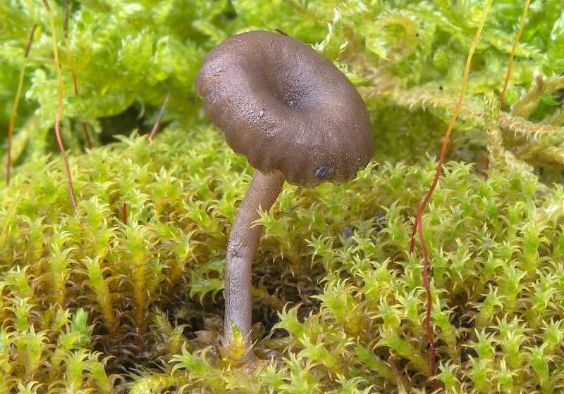 Arrhenia griseopallida - © Charles Hipkin