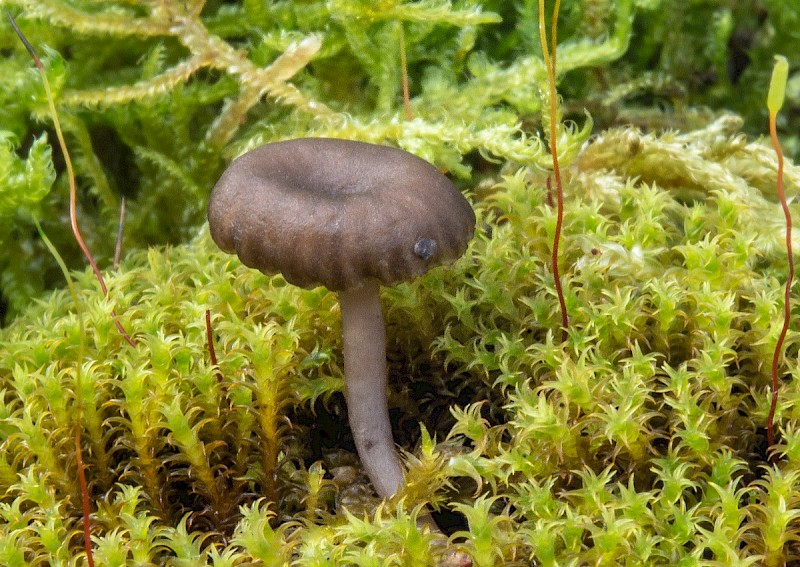 Arrhenia griseopallida - © Charles Hipkin