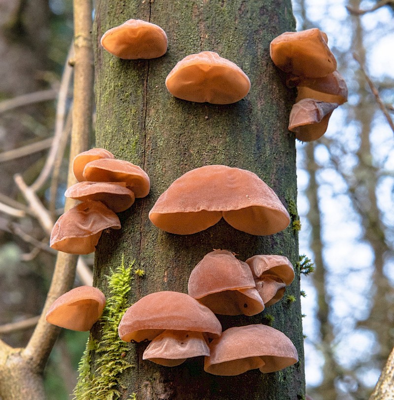 Auricularia auricula-judae - © Charles Hipkin