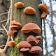 Auricularia auricula-judae