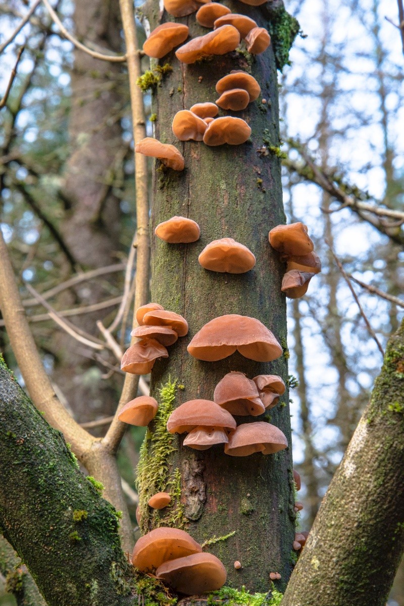 Auricularia auricula-judae - © Charles Hipkin