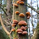 Auricularia auricula-judae