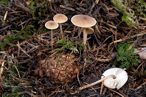 Baeospora myosura Conifercone Cap