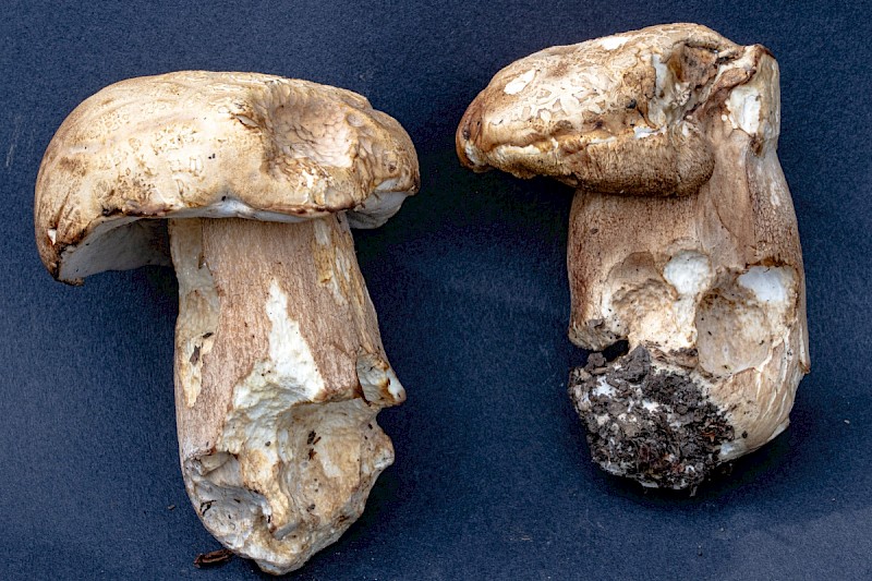 Boletus reticulatus - © Charles Hipkin