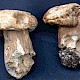 Boletus reticulatus