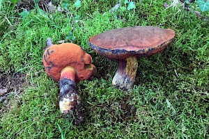 Boletus erythropus 