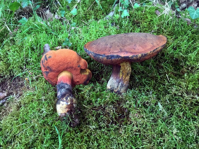 Boletus erythropus - © Charles Hipkin