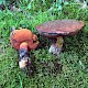 Boletus erythropus