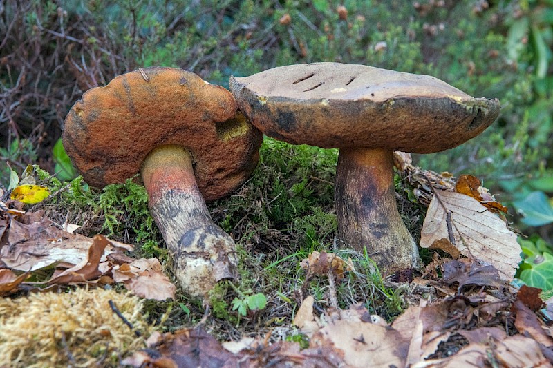 Boletus erythropus - © Charles Hipkin