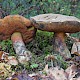 Boletus erythropus