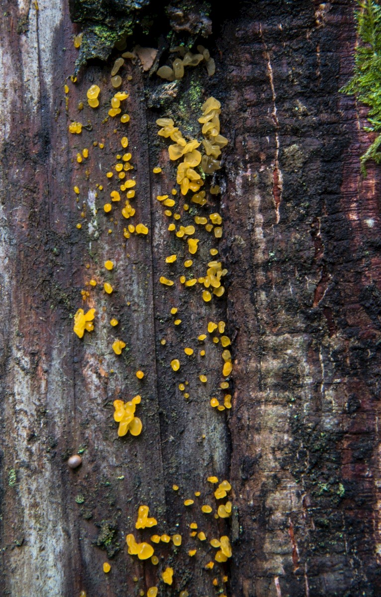 Calocera pallidospathulata - © Charles Hipkin