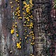 Calocera pallidospathulata