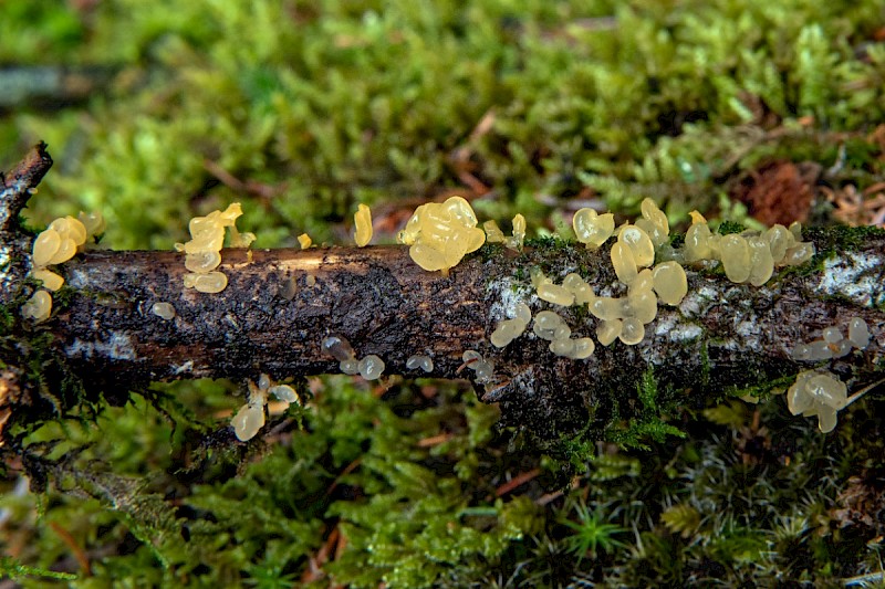 Calocera pallidospathulata - © Charles Hipkin