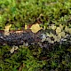 Calocera pallidospathulata