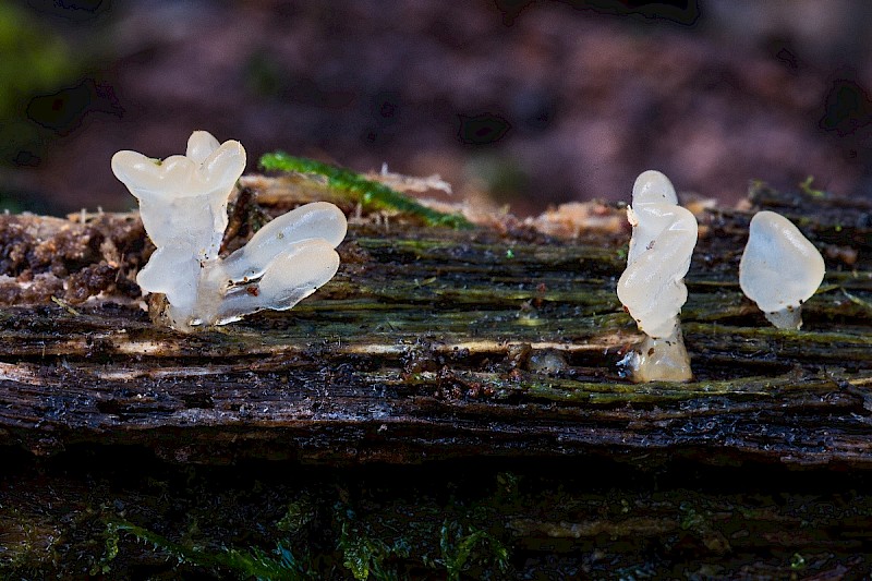 Calocera pallidospathulata - © Charles Hipkin