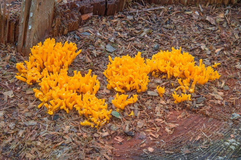 Calocera viscosa - © Charles Hipkin