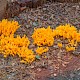 Calocera viscosa