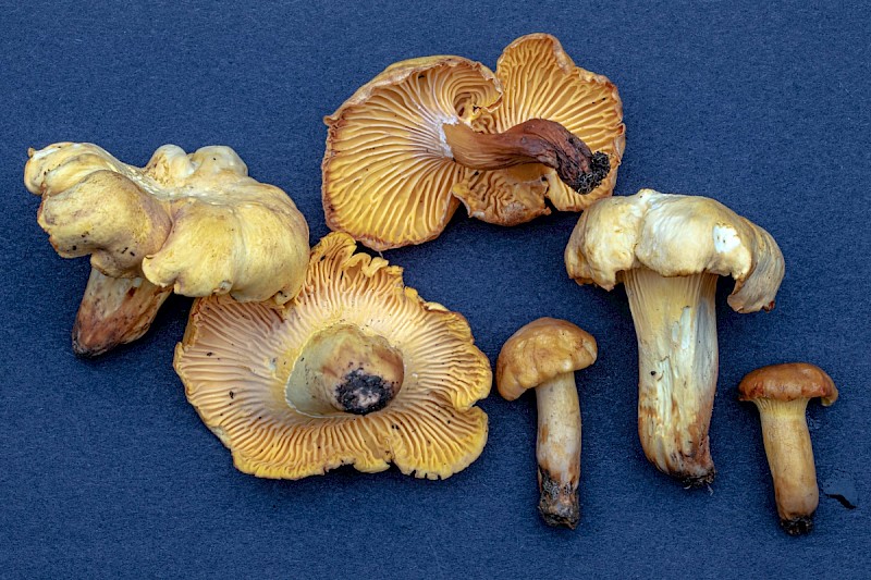 Cantharellus cibarius - © Charles Hipkin