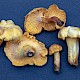 Cantharellus cibarius