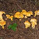 Cantharellus cibarius