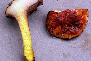 Chalciporus piperatus Peppery Bolete