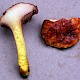 Chalciporus piperatus