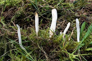 Clavaria acuta Pointed Club