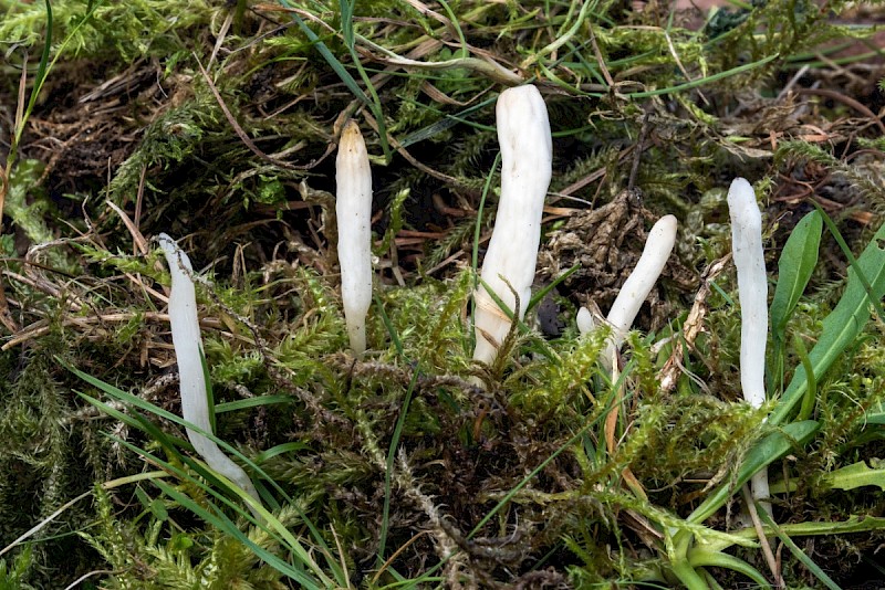 Clavaria acuta - © Charles Hipkin