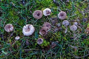 Clitocybe barbularum 