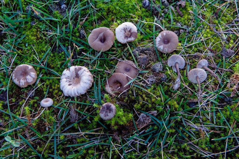 Clitocybe barbularum - © Charles Hipkin