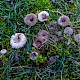 Clitocybe barbularum