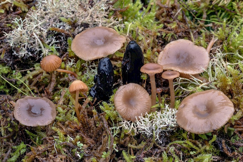 Clitocybe barbularum - © Charles Hipkin