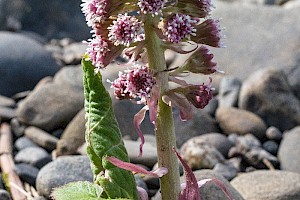 Petasites hybridus Butterbur