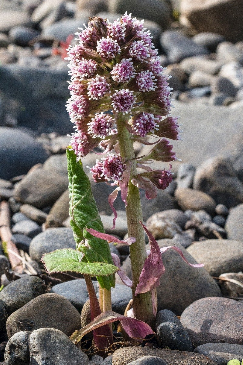 Petasites hybridus