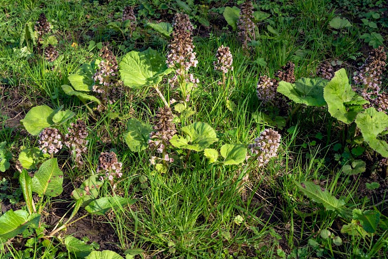 Petasites hybridus - © Charles Hipkin