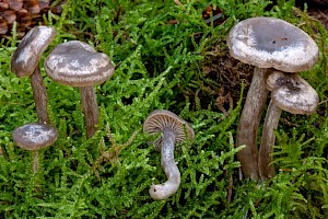 Clitocybe ditopa 