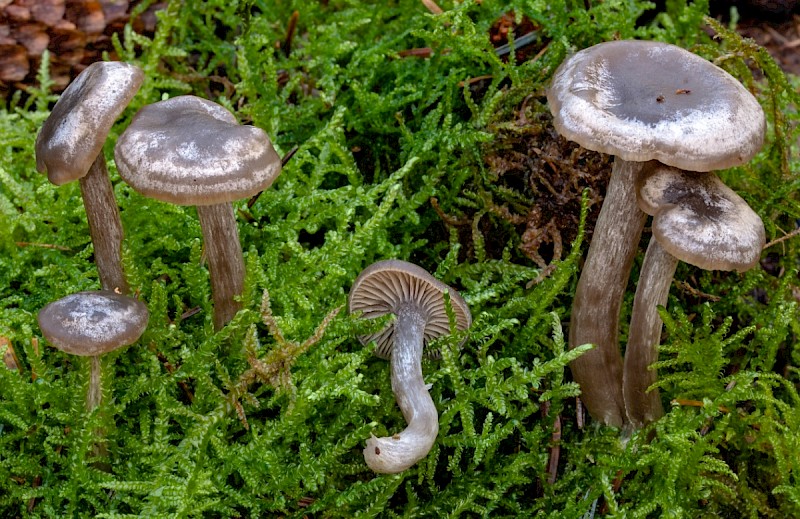 Clitocybe ditopa - © Charles Hipkin