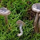 Clitocybe ditopa