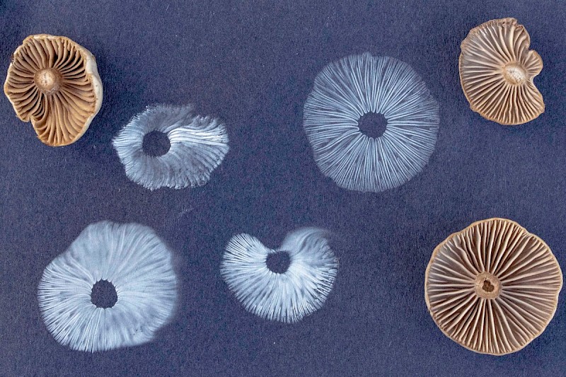 Clitocybe ditopa - © Charles Hipkin