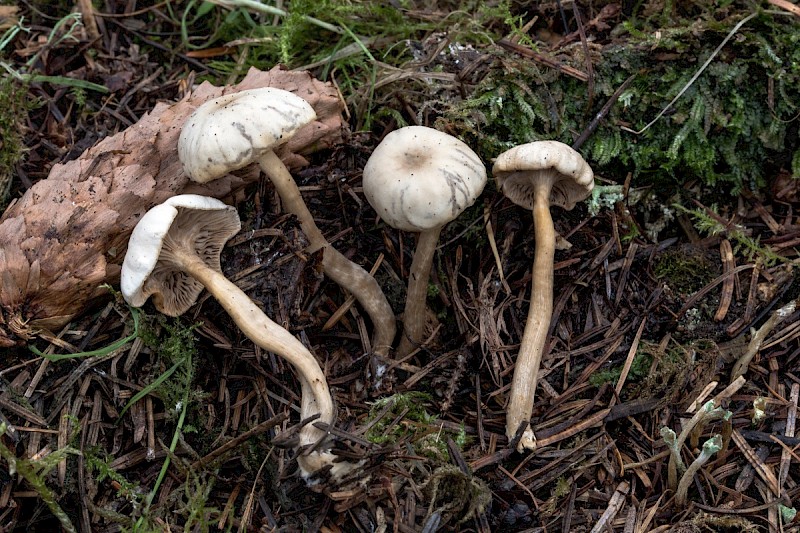 Clitocybe fragrans