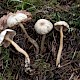 Clitocybe fragrans