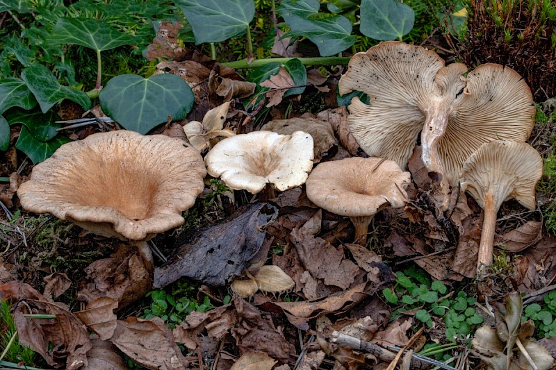 Clitocybe gibba - © Charles Hipkin