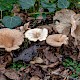 Clitocybe gibba