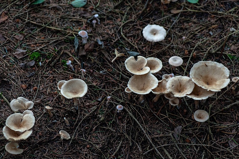 Clitocybe gibba - © Charles Hipkin