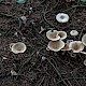 Clitocybe gibba