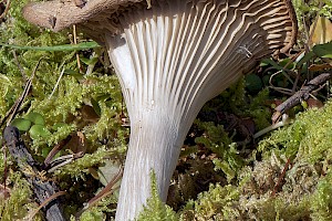 Clitocybe infundibuliformis 