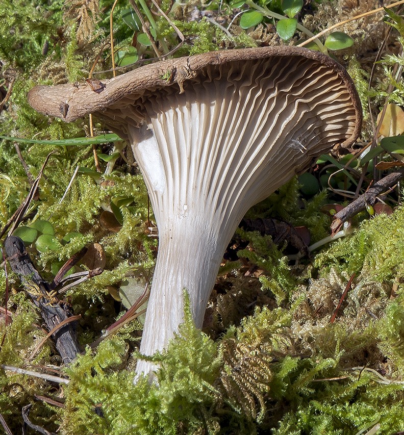 Clitocybe infundibuliformis - © Charles Hipkin