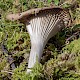 Clitocybe infundibuliformis